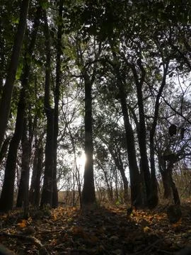 In the woods Stock Photos