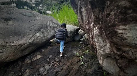 Into the Woods Stock Photos