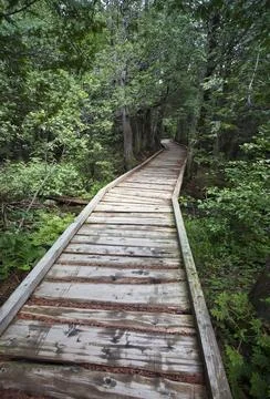Into the Woods Stock Photos