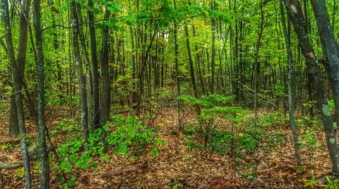 The woods Stock Photos