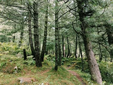 In the woods Stock Photos