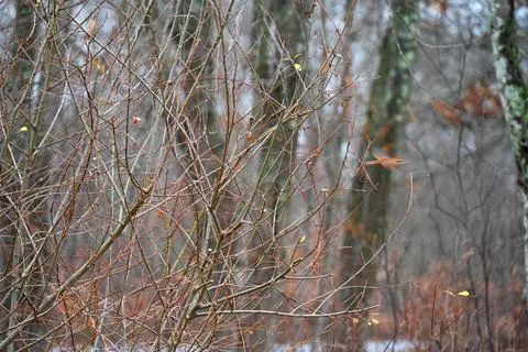 The Woods Stock Photos