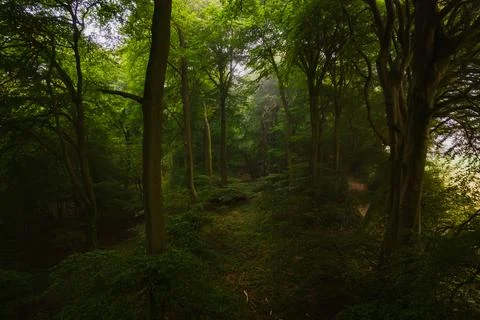 Into the woods 写真素材