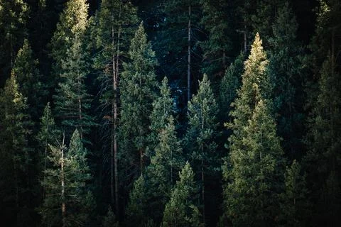 The Woods 库存照片