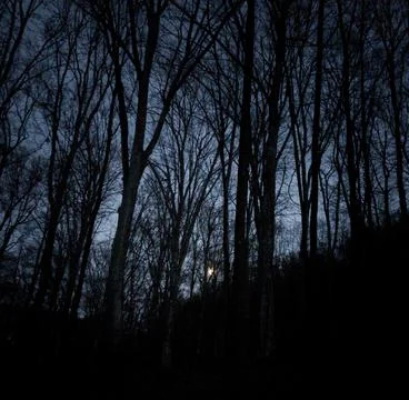 Into the woods Stock Photos