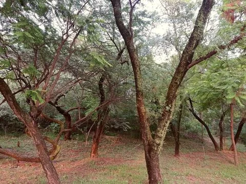 Into the Woods Stock Photos