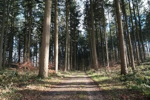 Woods Stock Photos