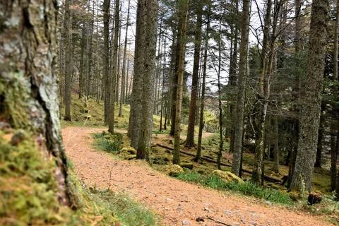 Woods Foto stock