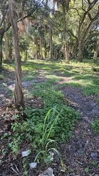 Woods Stock Photos