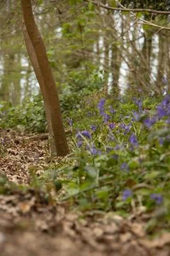 Woods Stock Photos