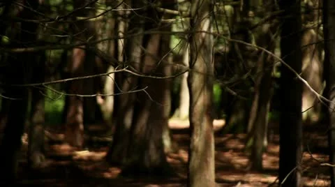 WOODS, PINE TREES, DOOR COUNTY, WISCONSIN Stock Footage 21943753
