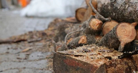 Woods ready for fire Video stock 97481222