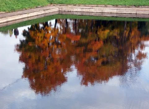 Woods reflection Stock Photos