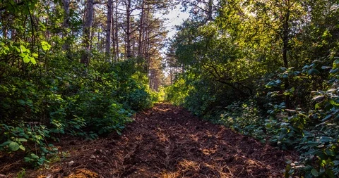 Woods road Video stock 96212580