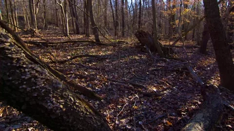 Woods Shadows Through Trees Dolly Timelapse Stock Footage 277838264