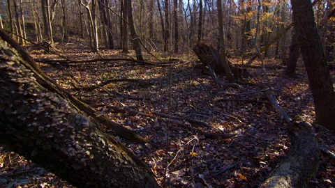 Woods Shadows Through Trees Dolly Timelapse Stock Footage 277846772