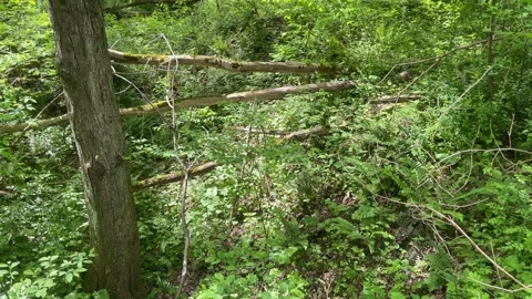 Woods smooth movement upward Stock Footage 241524293