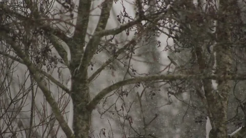 Woods in snow fall close view Stock Footage 86519719