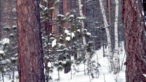 Woods snow Stock Footage 260071518