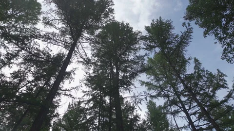 Woods spinning 스톡 동영상 133880365