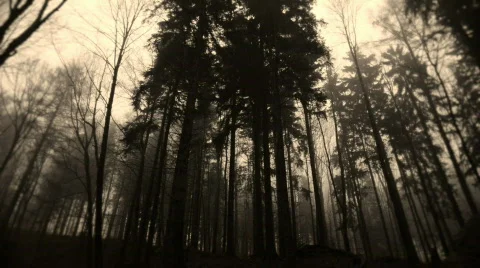 Woods static Stock Footage 599193