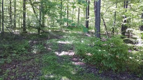 Woods in the Summer Stock Photos