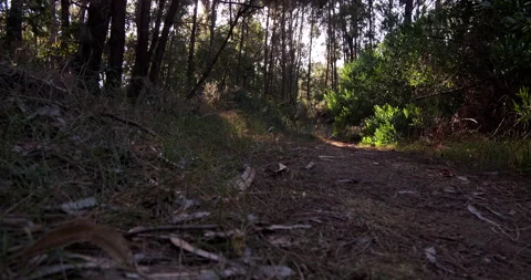 Woods in summer, sunlight shining through trees, branches swaying in breeze Stock Footage 135361292