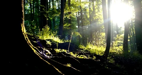 In the woods, the sun shines through the trees with beautiful rays of light -4k Stock Footage 111224712