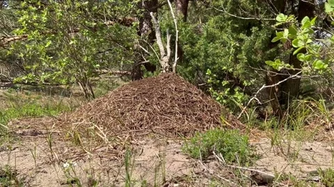 In the woods In a sunny, clearing around birch tree nestled a beautiful anthill Stock Footage 239935964