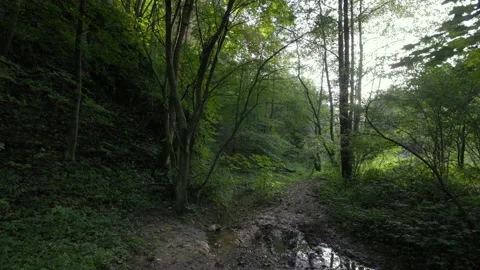 In the woods at sunset Video stock 226251429