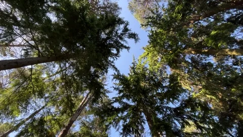 Woods in the sunset - looking up Stock Footage 312718274