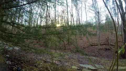Woods Sunset Timelapse Video stock 234039052