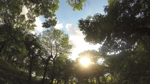 Woods time-lapse Stock-Footage 52351521