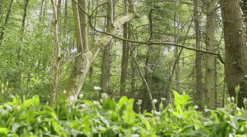 Woods (tracking shot) Stock Footage 23914752