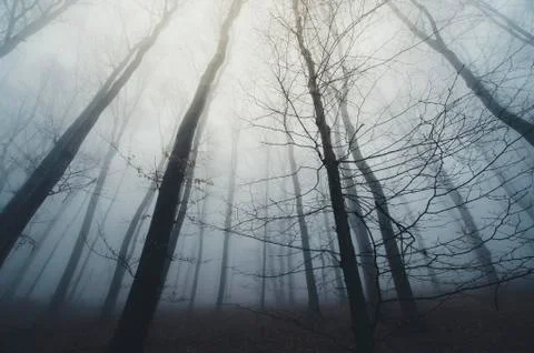 Woods with trees in fog dramatic perspective fantasy forest landscape Stock Photos