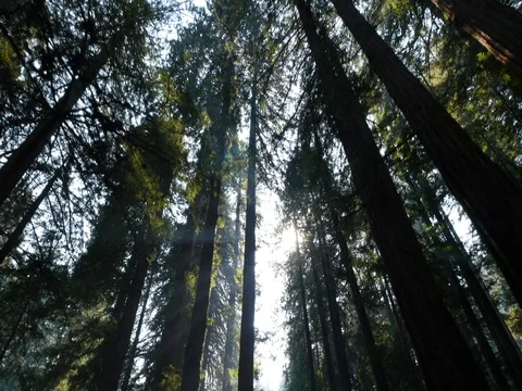 Woods trees looking up moving camera dolly sun light Stock Footage