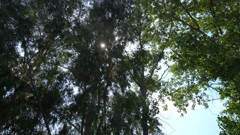 Woods Trees Looking Up Moving Camera Dolly Sun Light Stock Footage 96492426