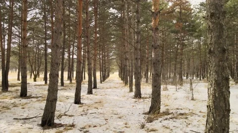Woods trees nature Stock Footage 237168164