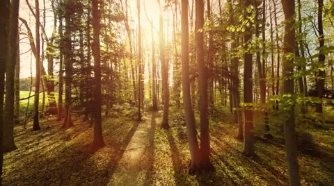 Woods. trees. plants nature background. summertime. aerial view. forest trees Stock Footage 38243385