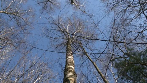 In the woods under the sun and the blue sky Stock Footage 313443917