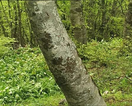 WOODS view pan Video stock 12122450