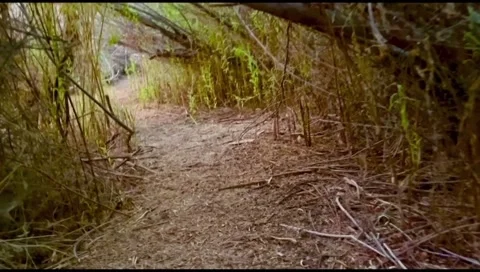 Into the woods we go 库存影片 246721259