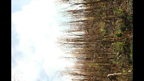 Woods weeds timelapse Stock Footage 320805827