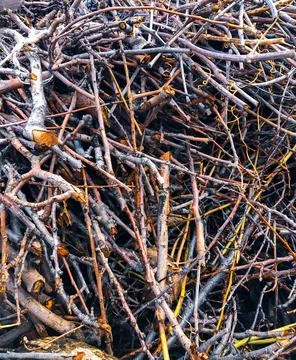 Woods in the wind, tree branches with roots, woods wallpaper Stock Photos