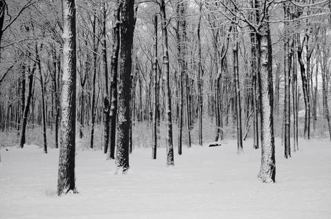 Woods in winter Stock Photos