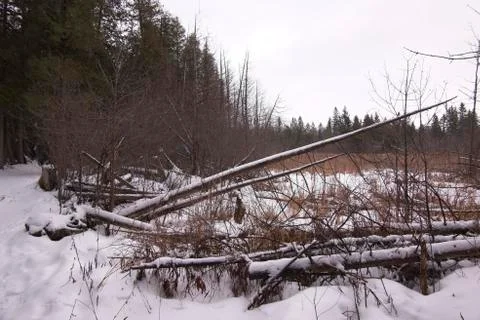 The woods in winter Stock Photos