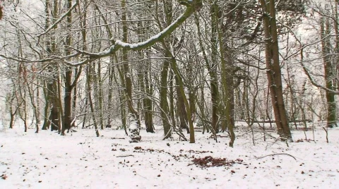 Woods in the winter snow  Stock Footage 596446