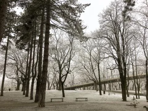 Woods in wintertime Stock Photos
