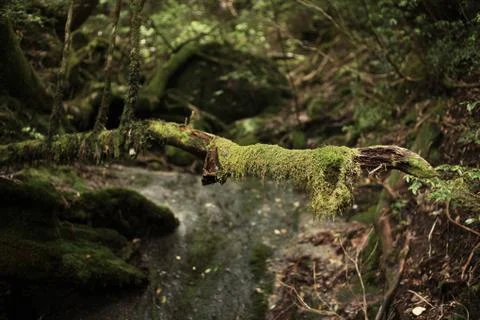 Woods in YAKUSHIMA JAPAN Stock Photos