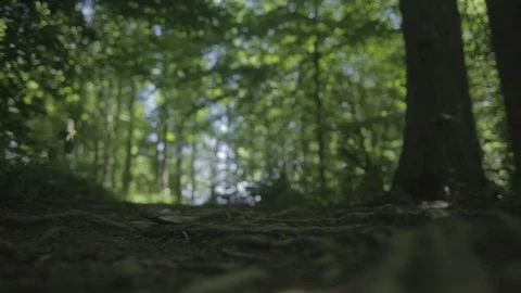 Woods1 Stock Footage 97111625